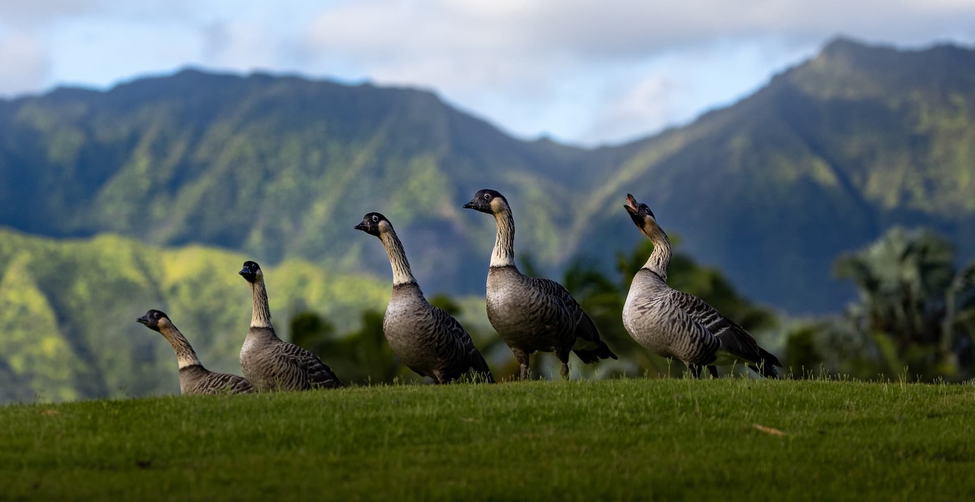 Nēnē in its natural habitat