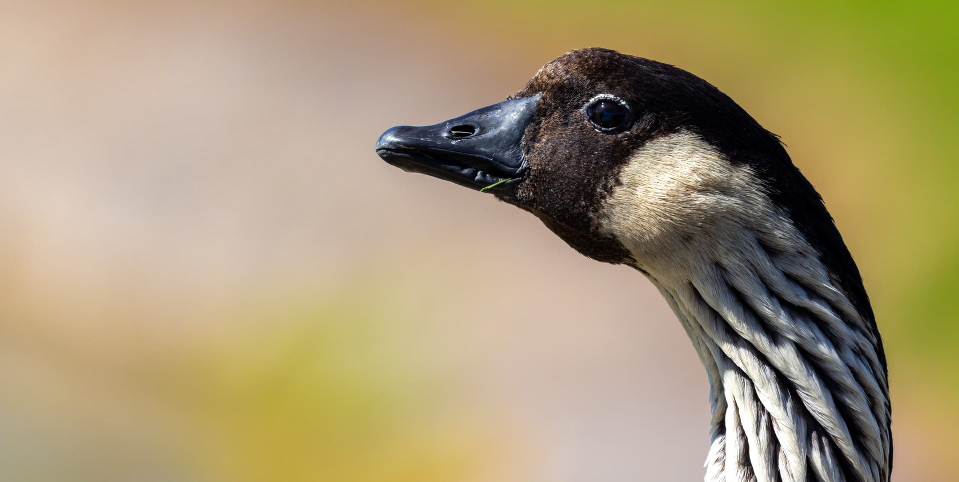 A nēnē in its natural habitat