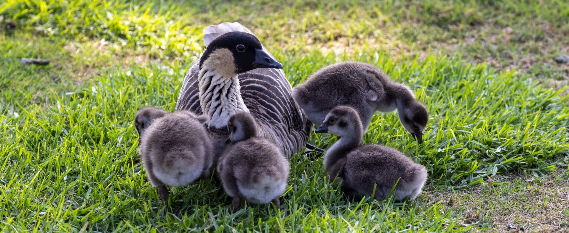 Nēnē mother with babies