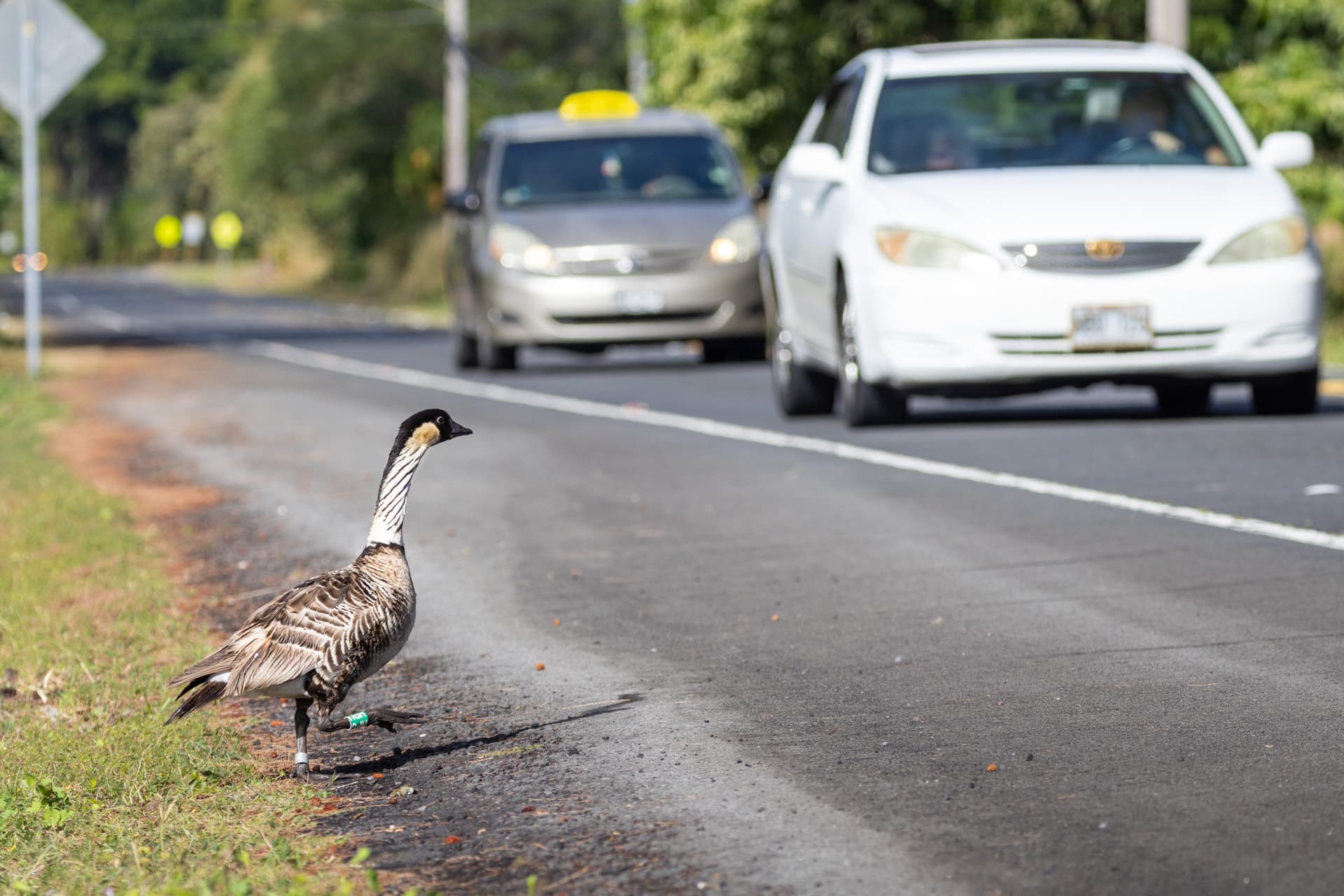 Nēnē habitat in Keaukaha