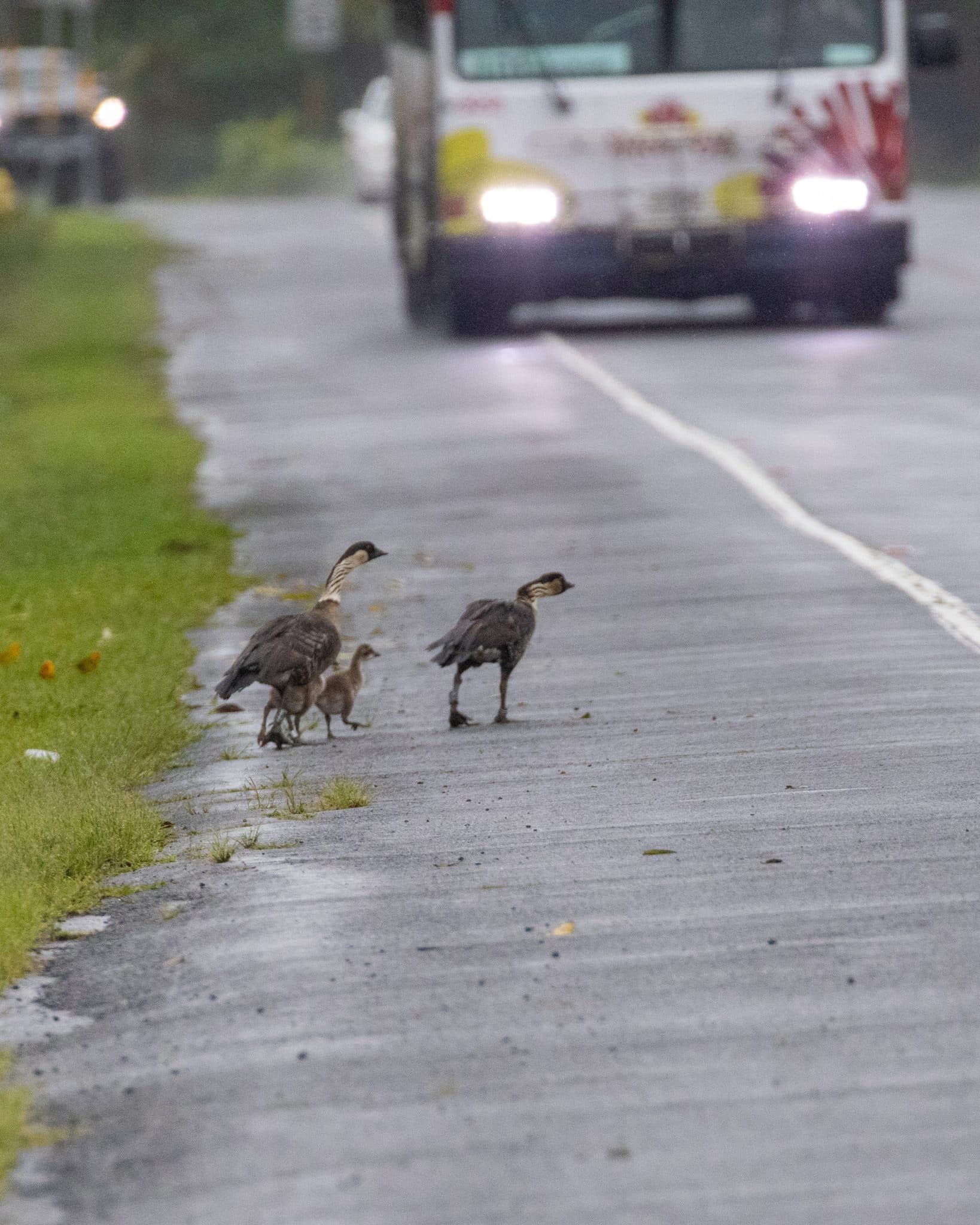 Speed study equipment setup
