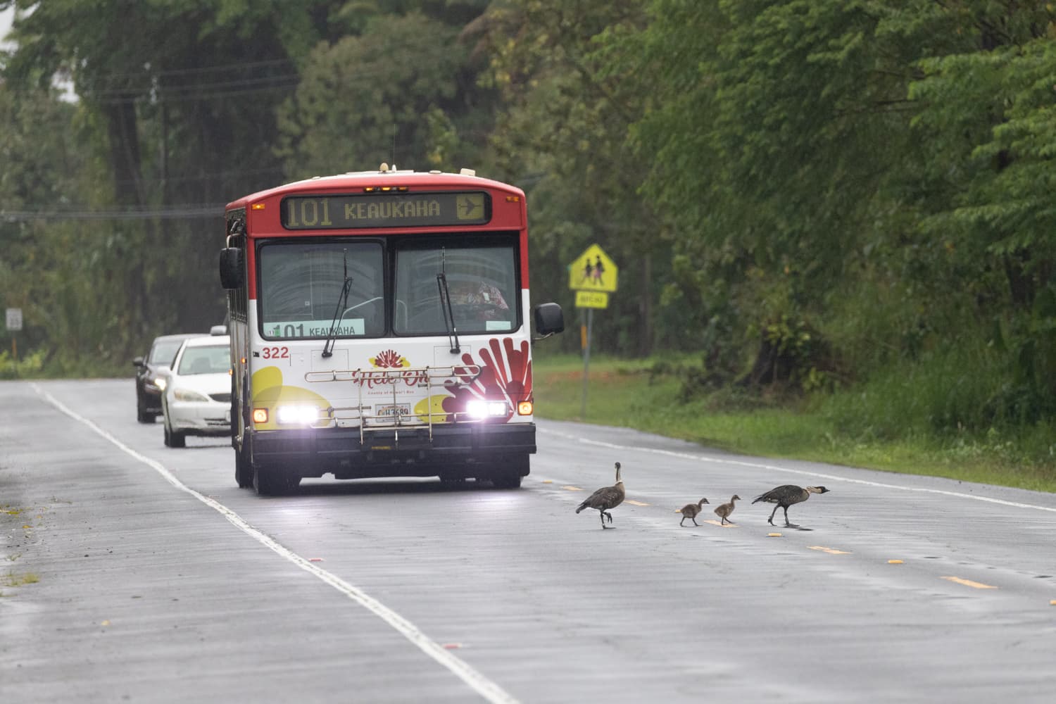 Nēnē crossing area in Keaukaha