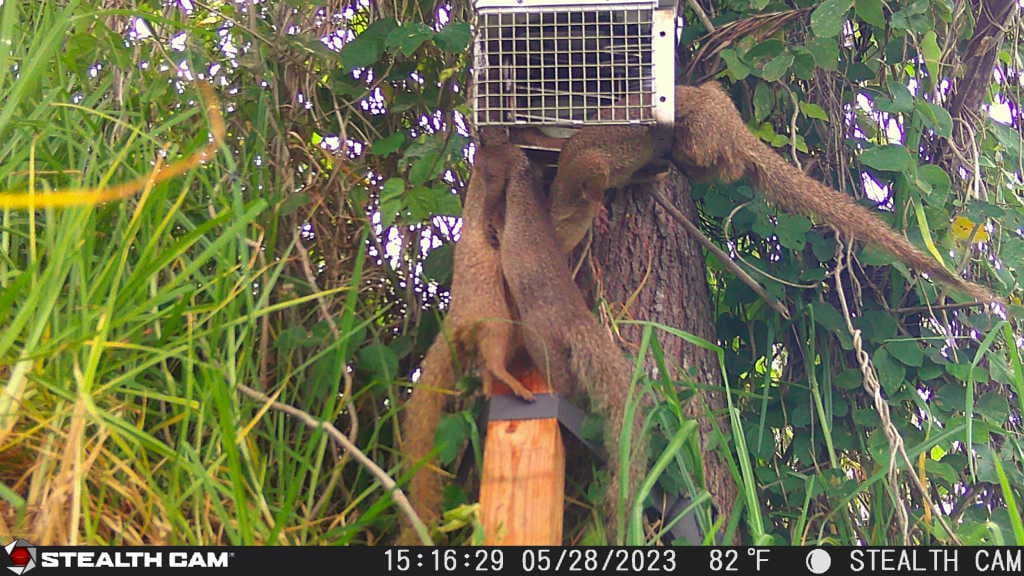 Predator control operations