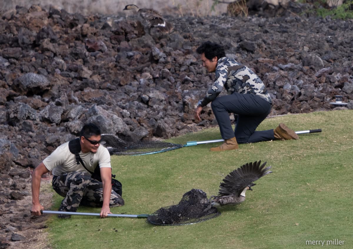 Ray and Jordan working with nēnē in the field
