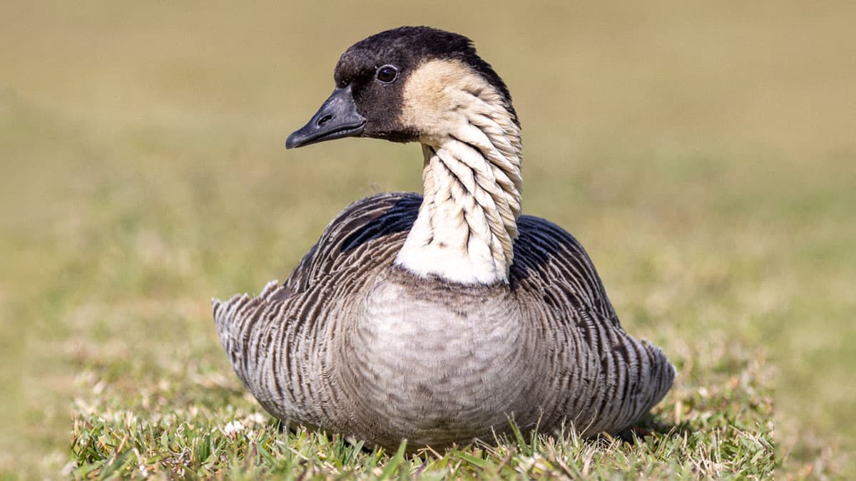 Conservation impact