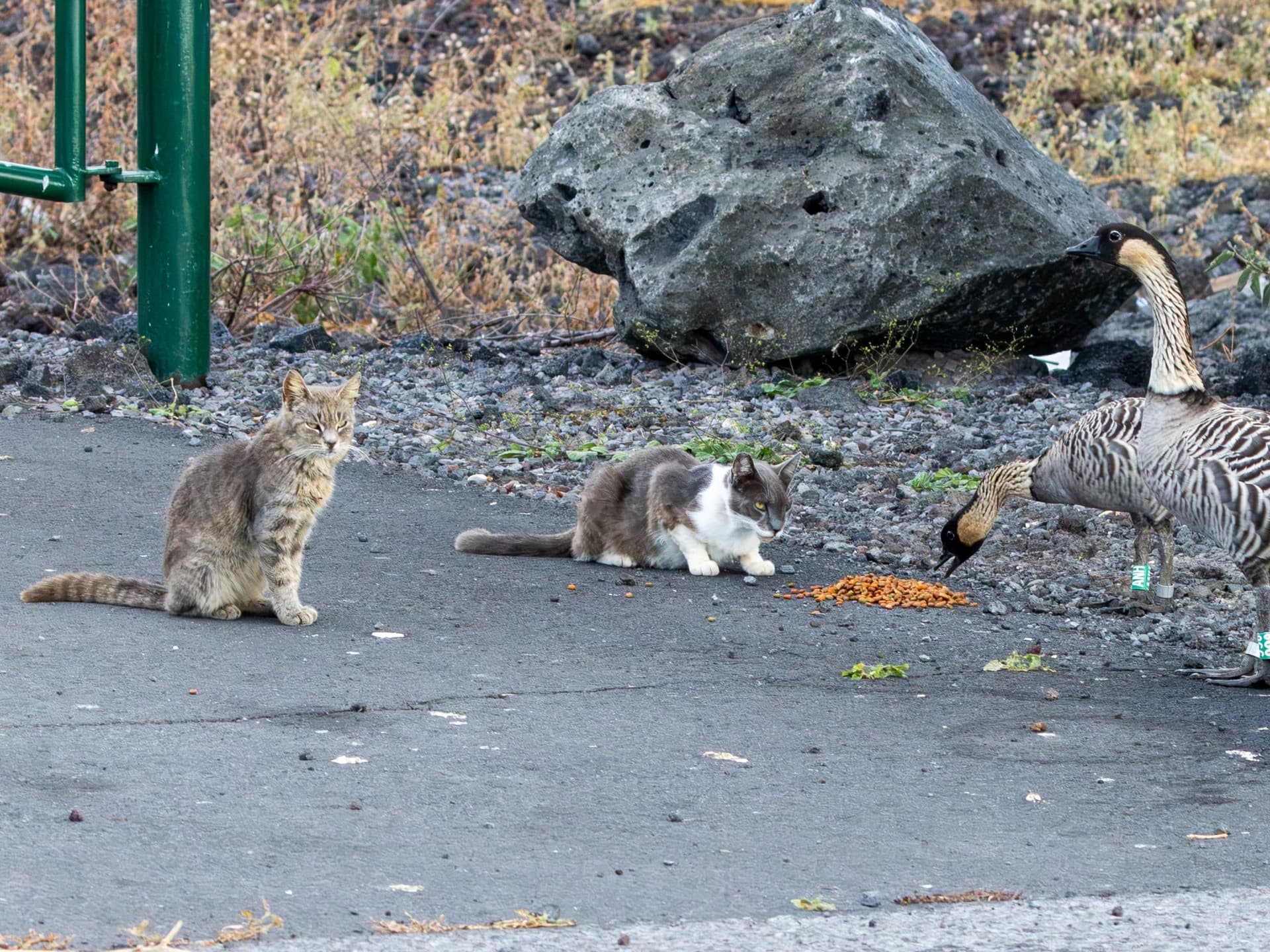 Feral Cats
