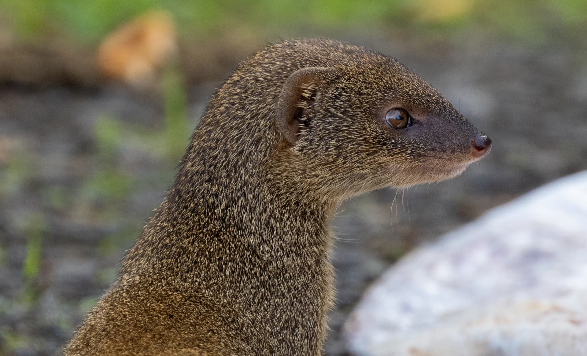 Mongoose